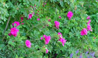 Kartoffelrose als Hecke - so ziehen Sie sie richtig!