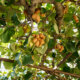 Kiwi Rankhilfe selber bauen - kreative Ideen