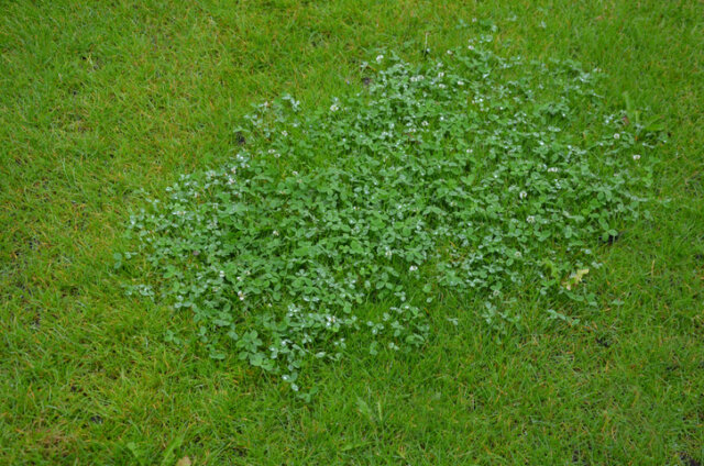 Klee entfernen - so bekämpfen Sie das Unkraut auf Dauer!