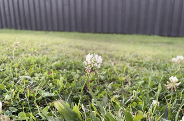 Klee im Rasen entfernen - Tipps und Tricks