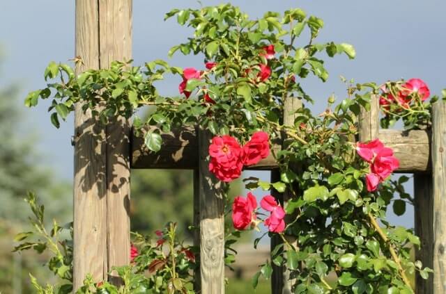 Kletterrosen richtig überwintern