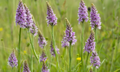 Knabenkraut - wann blüht die Pflanze