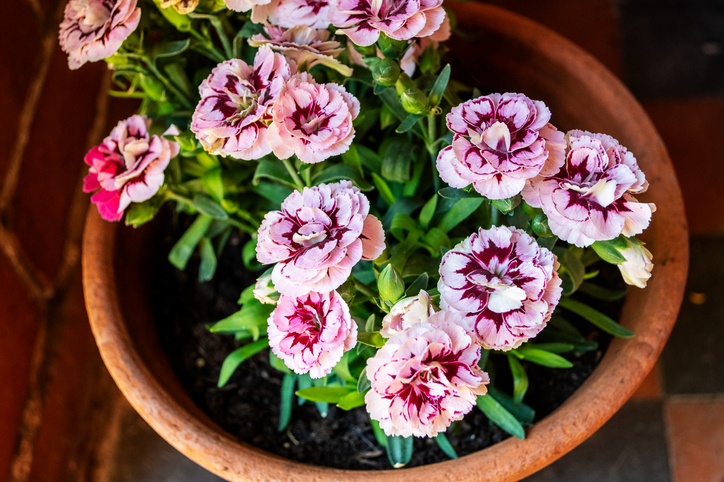 Können Nelken im Haus überwintern