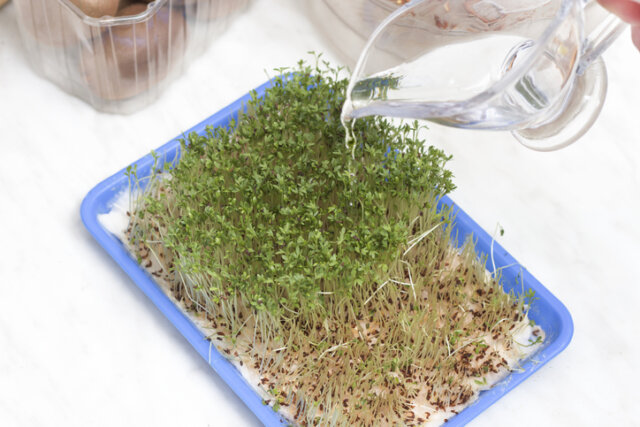 Kresse gießen - wie oft und wie viel