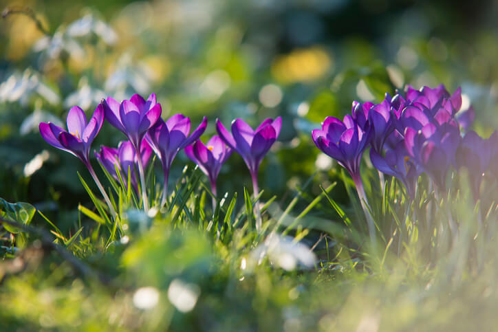 Krokusse mit großen Blüten