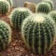 Kugelkaktus (Schwiegermuttersessel) - Zimmerpflanzen-Arten
