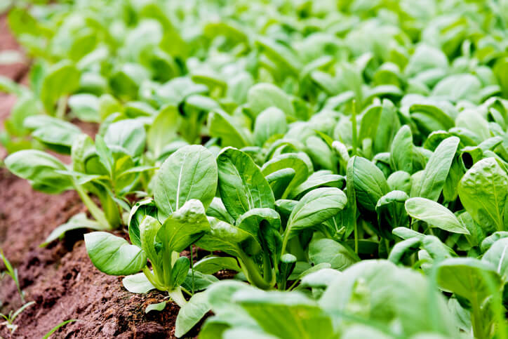 Kultivierung von Pak Choi