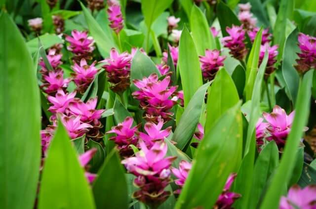 Kurkuma - giftig oder ungefährlich