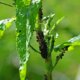 Läuse im Garten - Bekämpfung ohne Chemie