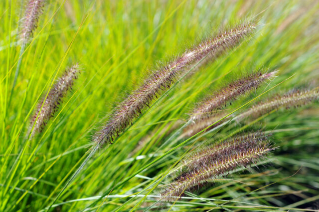 Lampenputzergras ist nicht giftig