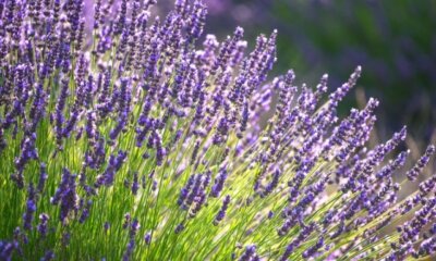 Lavendel - welcher Pflanzabstand ist am besten