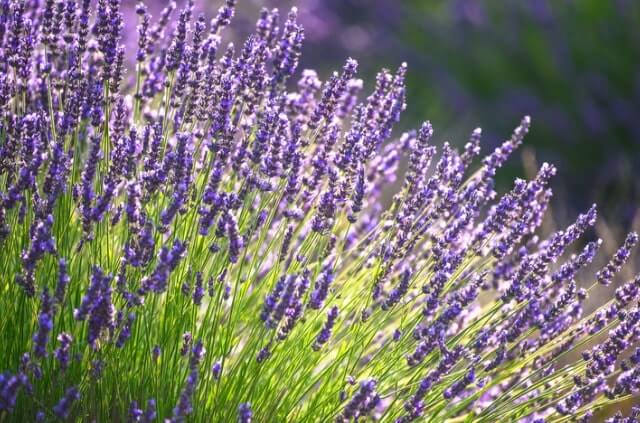 Lavendel - welcher Pflanzabstand ist am besten