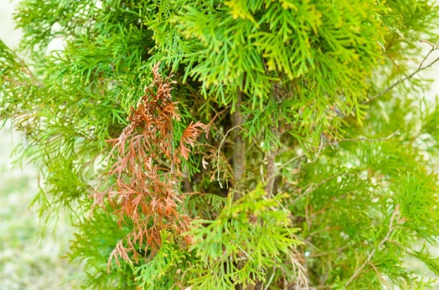Lebensbaum wird innen braun - so retten Sie Ihre Thuja!