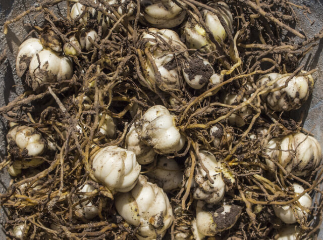 Lilienzwiebeln überwintern - Expertentipps