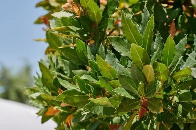 Lorbeer bekommt braune Blätter - woran liegt das