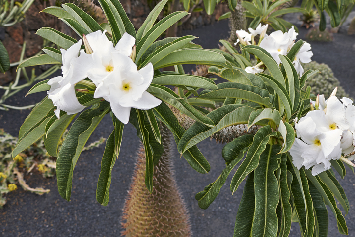 Madagaskarpalme - giftig in allen Teilen