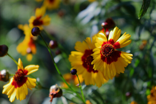 Mädchenauge überwintern - so überlebt die Pflanze die Kälte!