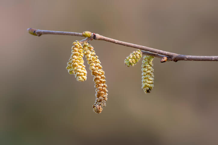 Männliche Haselnussblüten