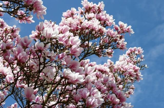 Magnolie Höhe - wie hoch wird sie