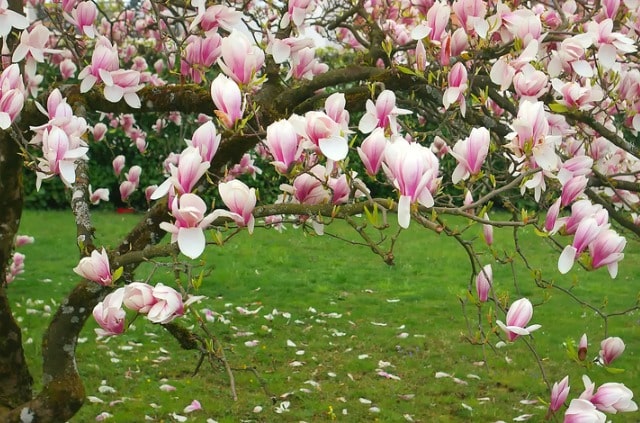 Magnolie - diese Erde bevorzugt die Pflanze