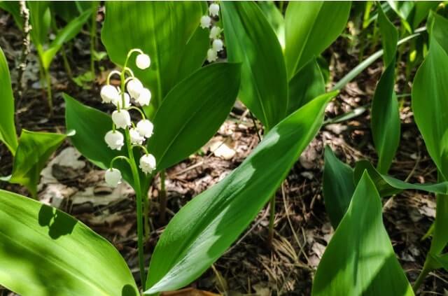 Maiglöckchen ohne Blüte - was tun