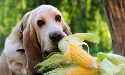 Mais für Hunde - gesund oder gefährlich