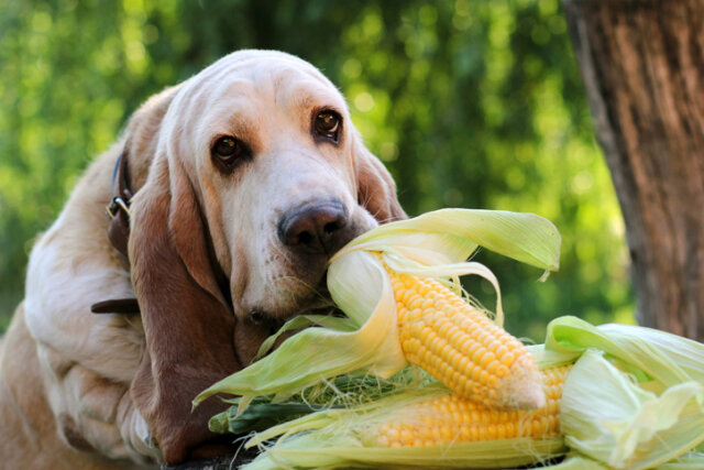 Mais für Hunde - gesund oder gefährlich