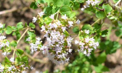 Majoran Blüte - ernten Sie richtig!