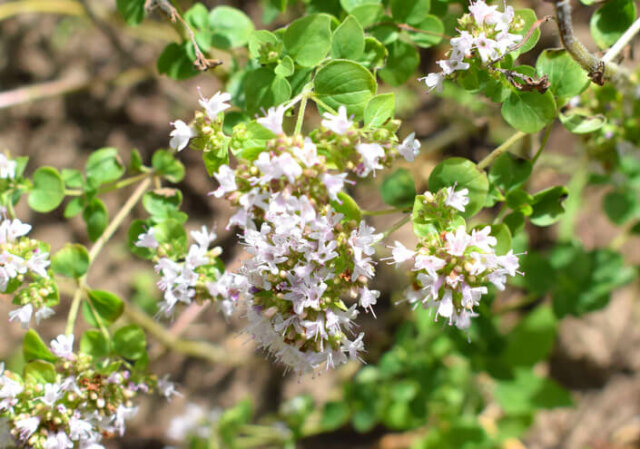 Majoran Blüte - ernten Sie richtig!