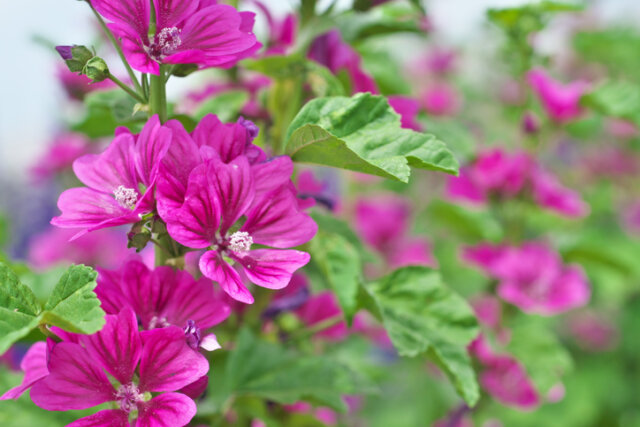 Malven - sind sie wirklich giftig