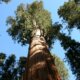Mammutbaum wird braun - Ursachen und Gegenmaßnahmen