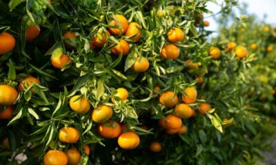 Mandarinenbaum überwintern - das sollten Sie wissen!