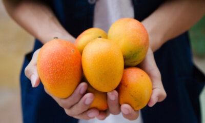 Mango - die richtige Erntezeit