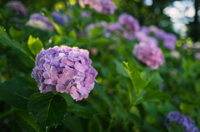 Mehltau an Hortensien mit Hausmitteln bekämpfen
