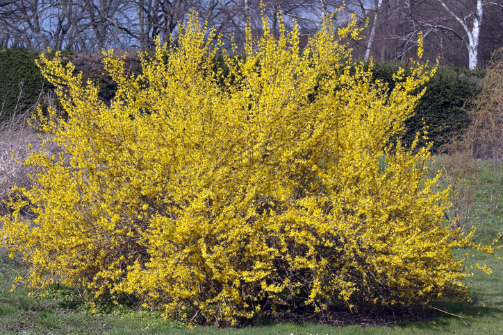 Merkmale einer Forsythie