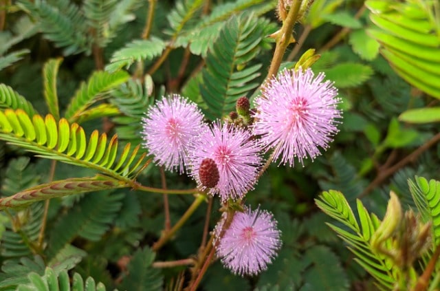 Mimose - wann und wie wird sie richtig beschnitten