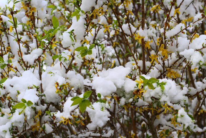 Mindesttemperaturen für Japanische Spindelsträucher