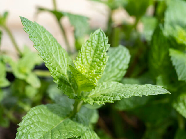 Minze - welchen Standort mag sie