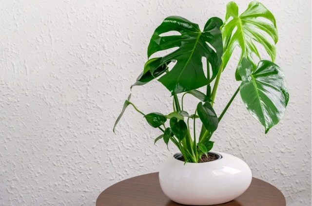 Monstera deliciosa - erfolgversprechende Vermehrungsmethoden