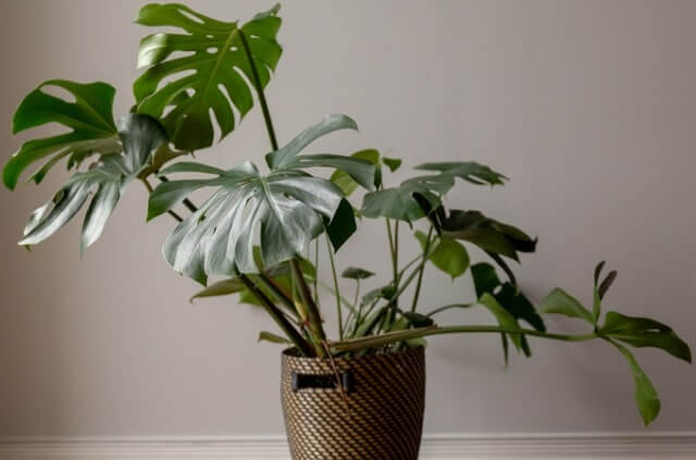 Monstera - so oft muss sie gegossen werden!