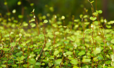 Mühlenbeckia - Standort und Pflege
