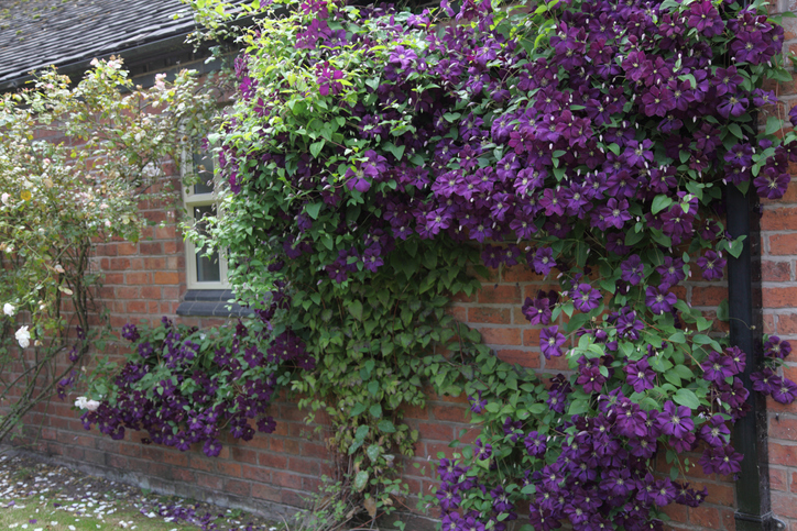 Natürliche Standorte der Italienischen Waldrebe