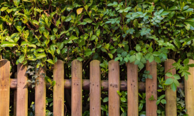 Natürlicher Sichtschutz im Garten - Tipps und Tricks