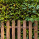 Natürlicher Sichtschutz im Garten - Tipps und Tricks
