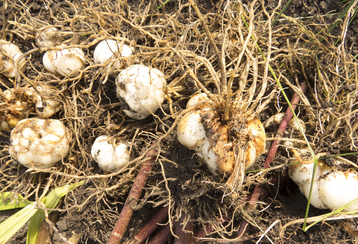 Nicht winterharte Lilien