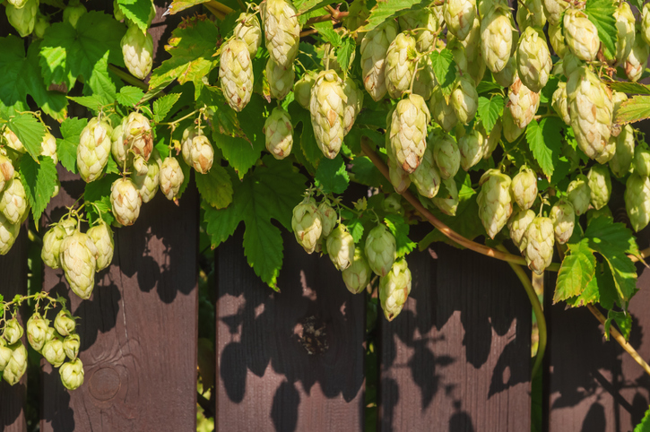 Nutzung von Hopfen