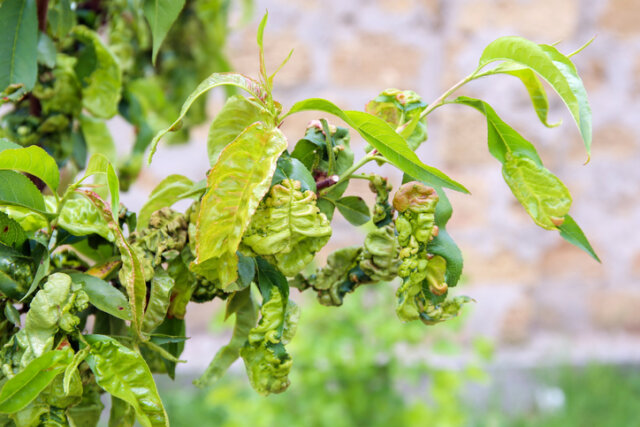 Obstbaum - Krankheiten rechtzeitig erkennen