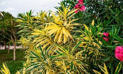 Oleander - Ursachen für gelbe Blätter