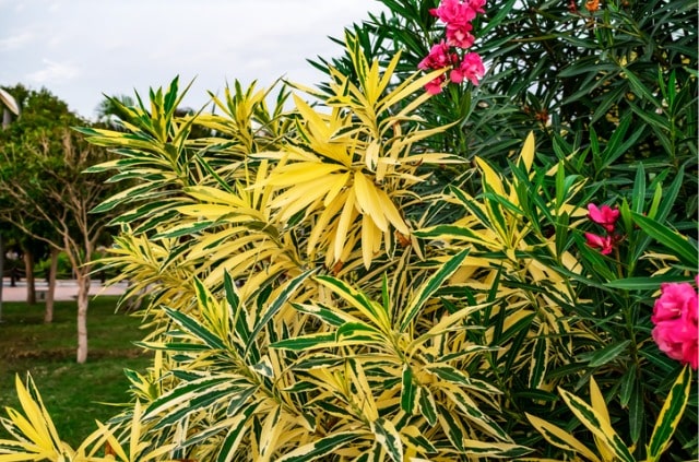 Oleander - Ursachen für gelbe Blätter