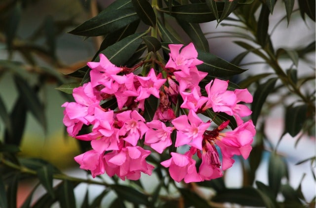 Oleander - Ursachen und Maßnahmen gegen braune Flecken